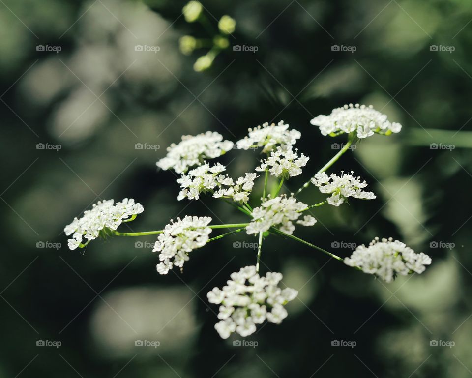 Close up of cow parsley umbels