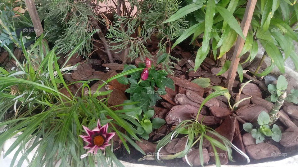 FLORES FOLHEGENS PLANTAS ARRANJO