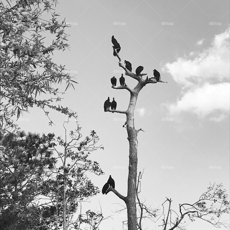 A committee of vultures oversee the population down below