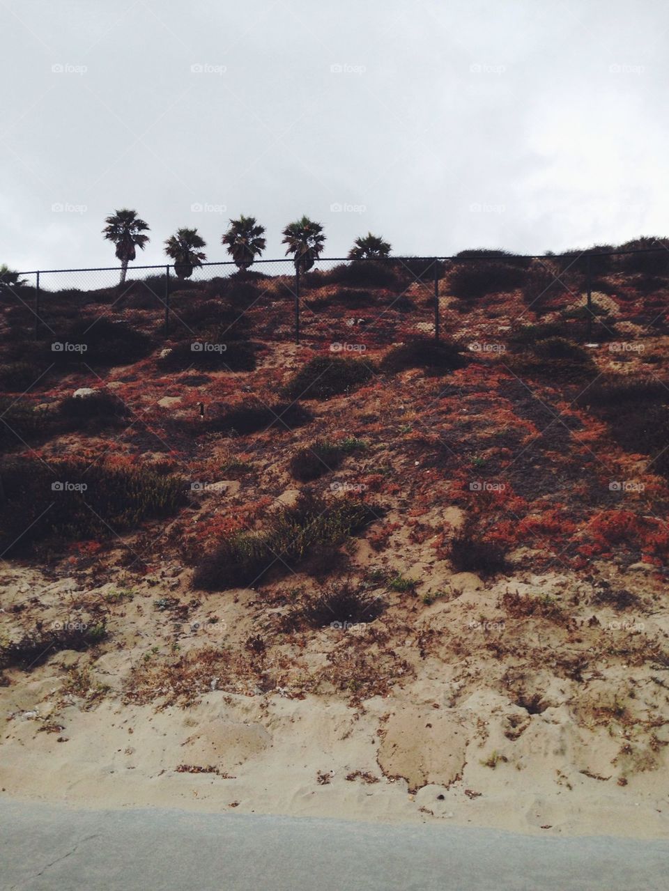 Palm trees on hill by beach