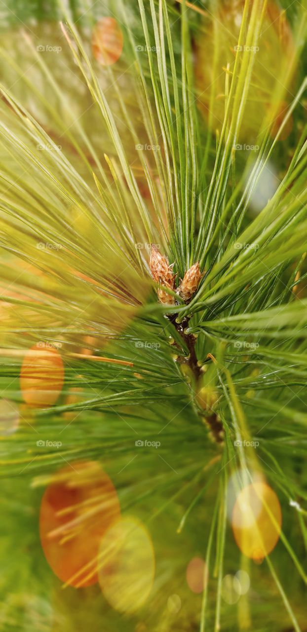 conifer close up