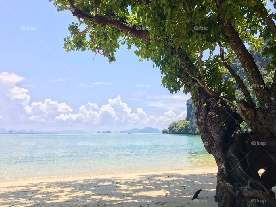 The big tree in the Beach 