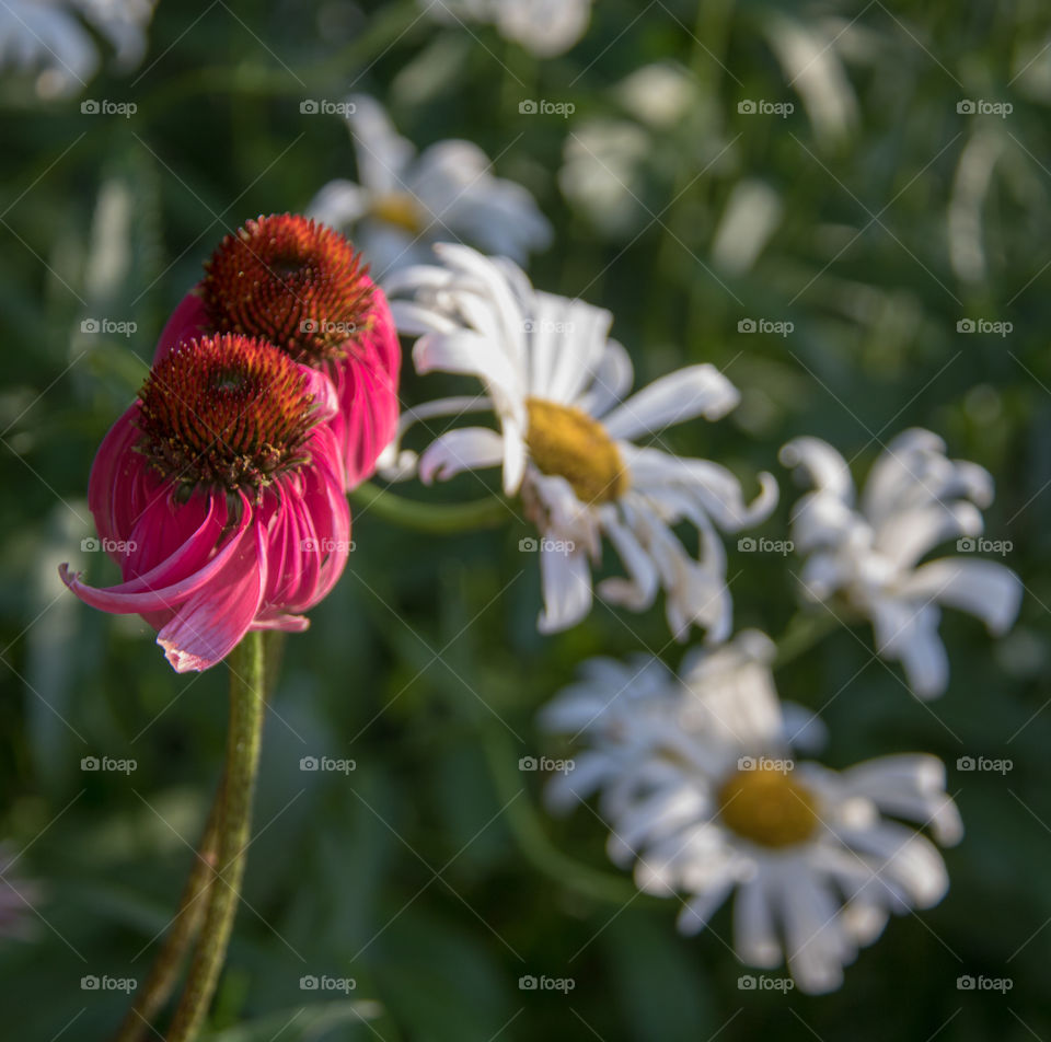 Daisies