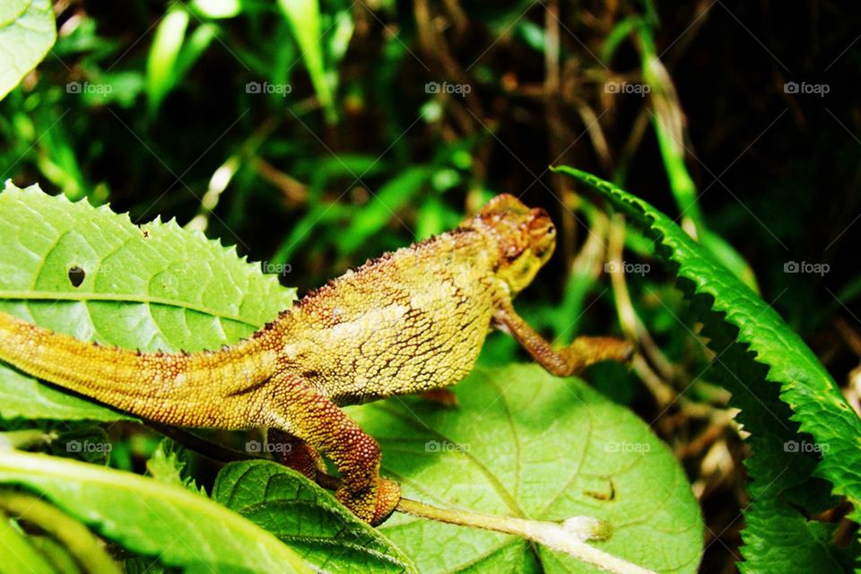 Chameleon in Uganda

