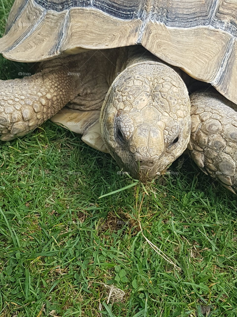Tortoise eating grass!! What a good tortoise!!