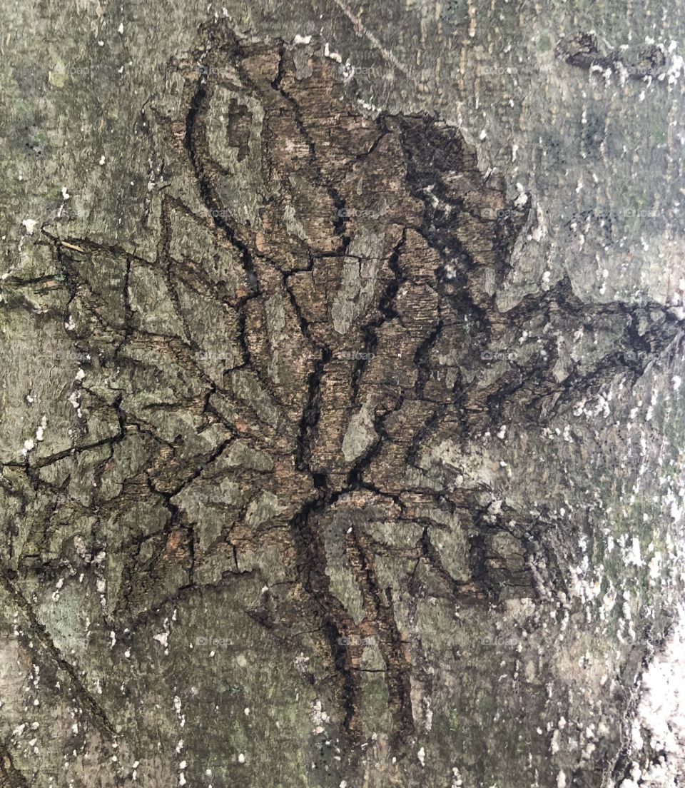 Unreal looking leaf on bark 