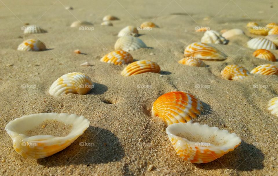 Beach, Seashell, Seashore, Sand, Sea