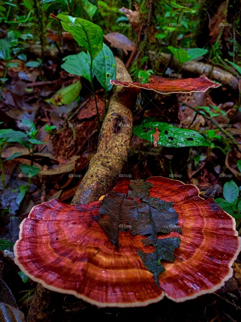 Red Mushroom on Timber wet, it's growth in floor forest