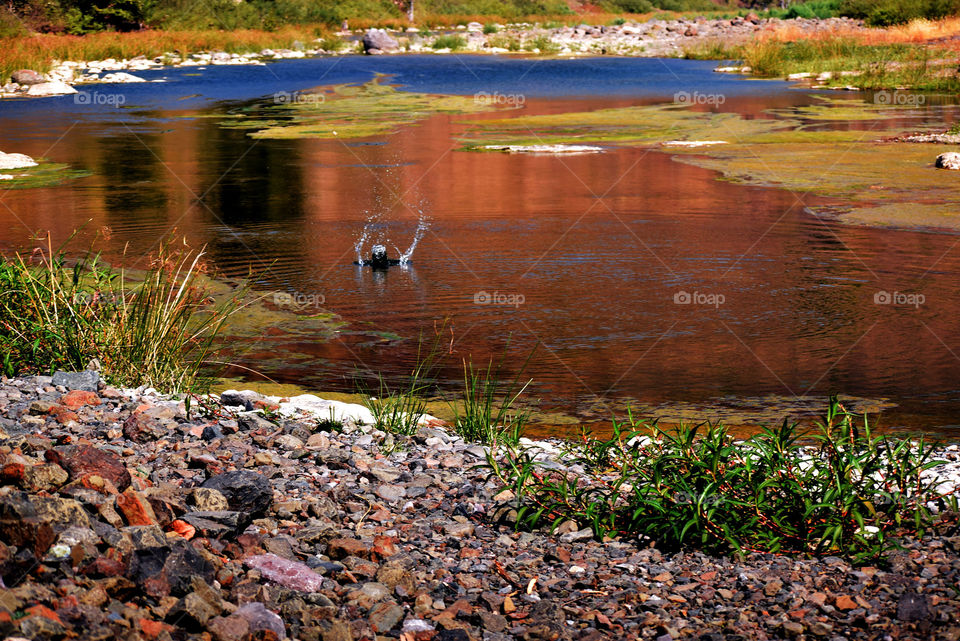 a bird was swim in water