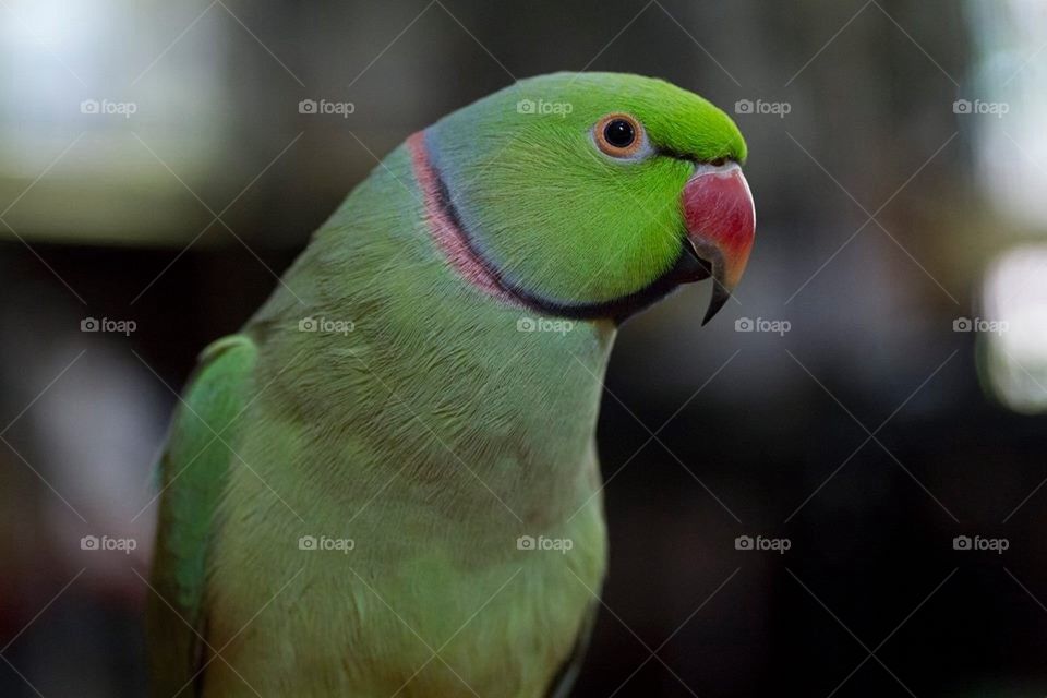 Parrot 