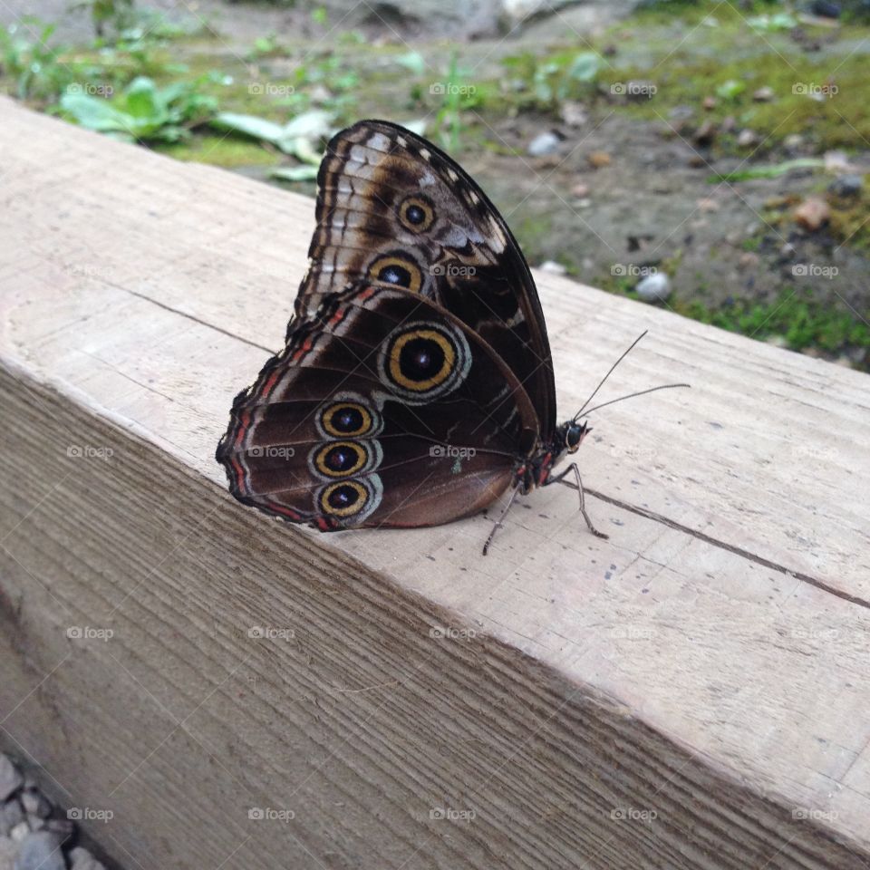 Nature, Butterfly, Animal, Summer, Wood