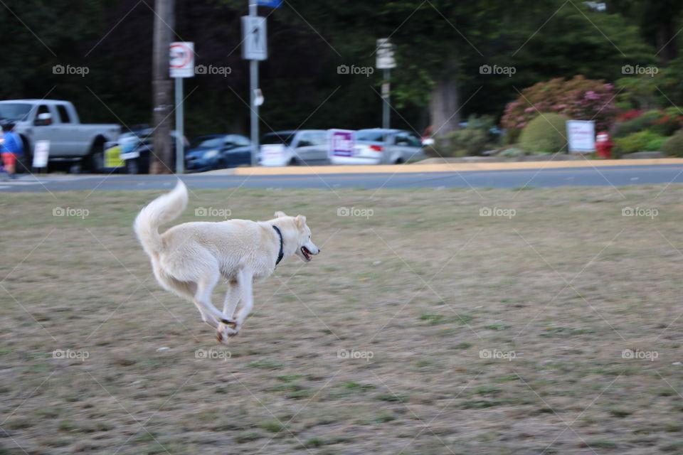 Happy dog