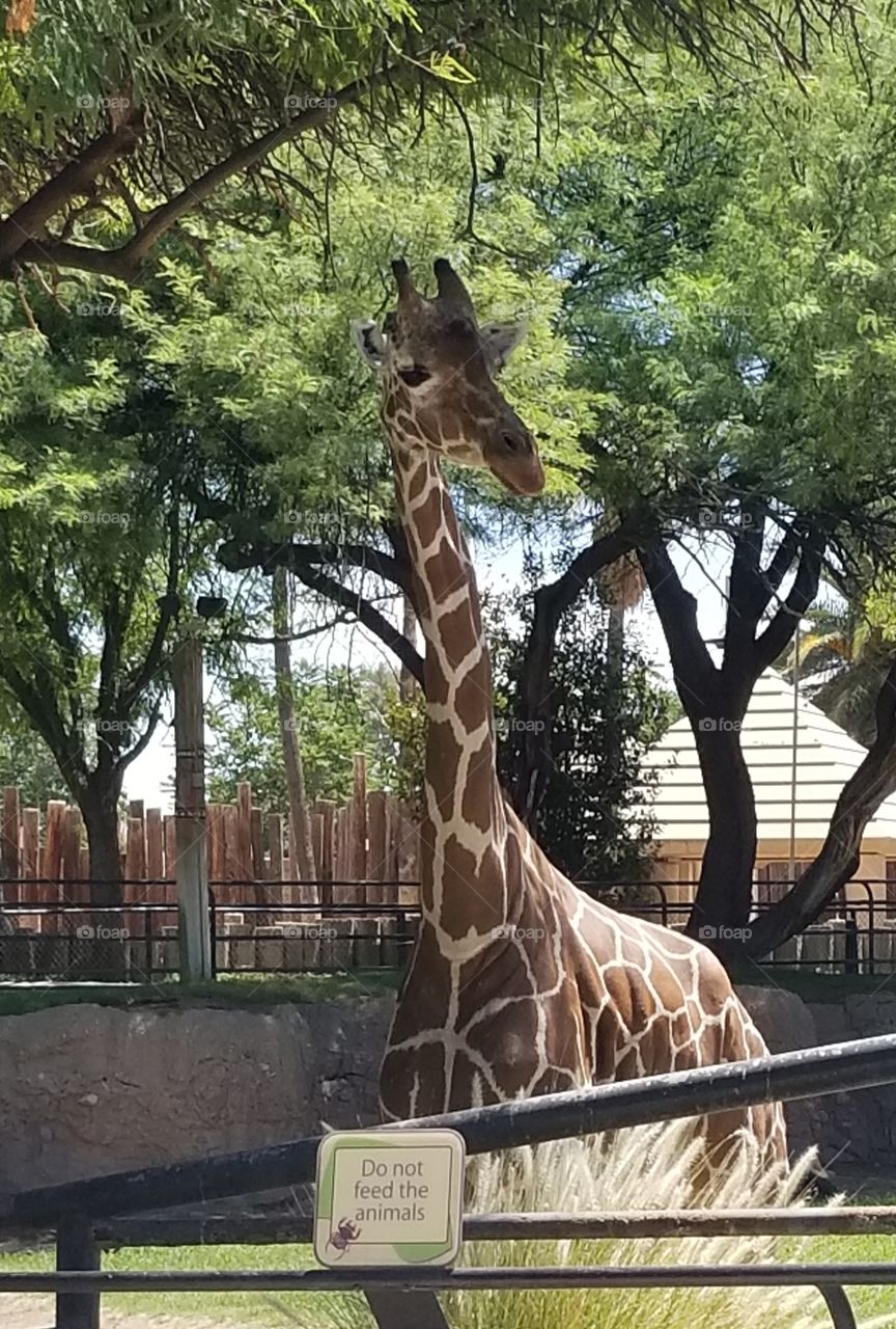 giraffe in the zoo