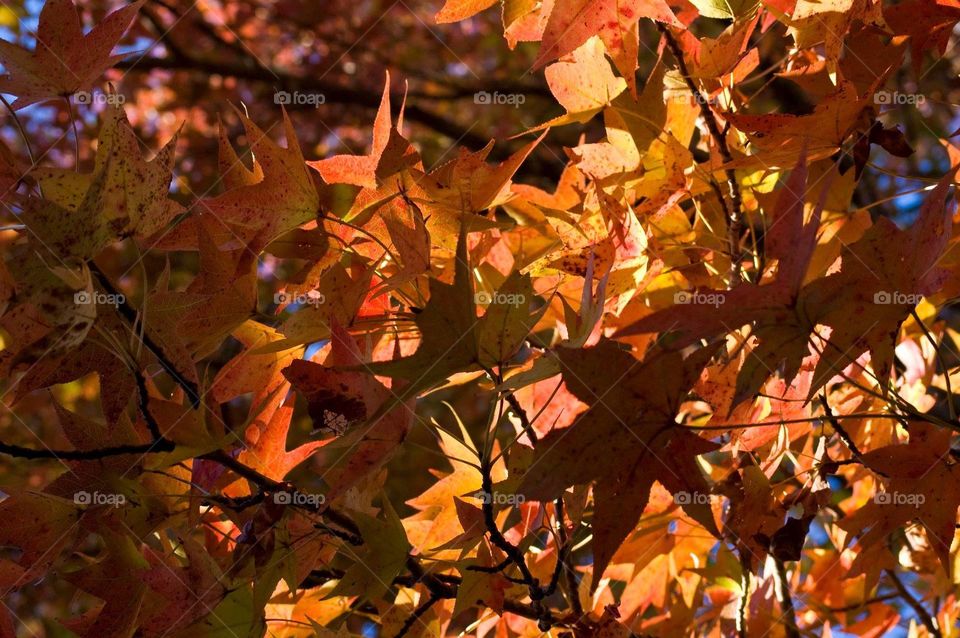 Fall leaves