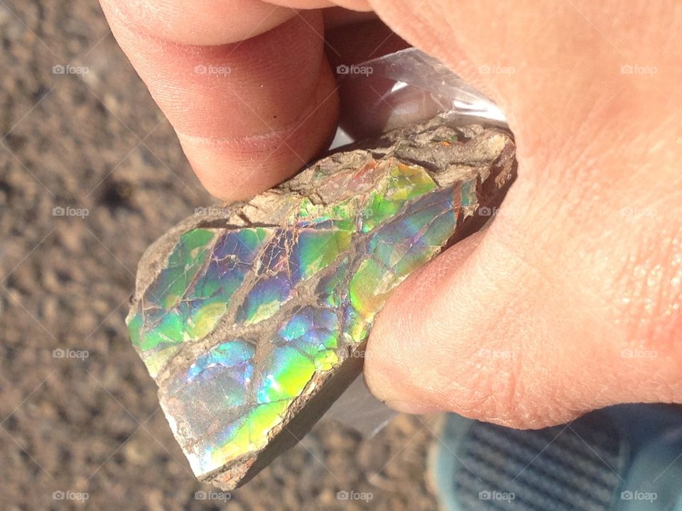 Rough Ammolite . Found only in southern Alberta, Canada
