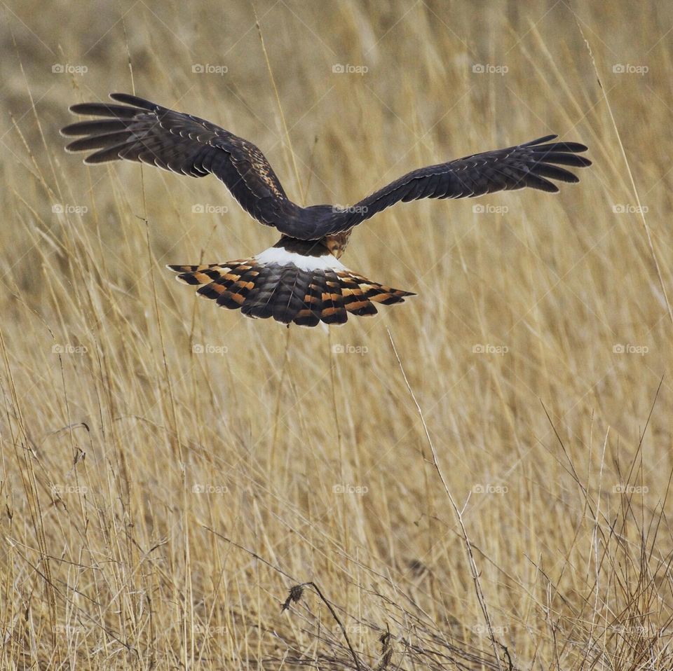 Female Northern Harrier Hawk going after dinner