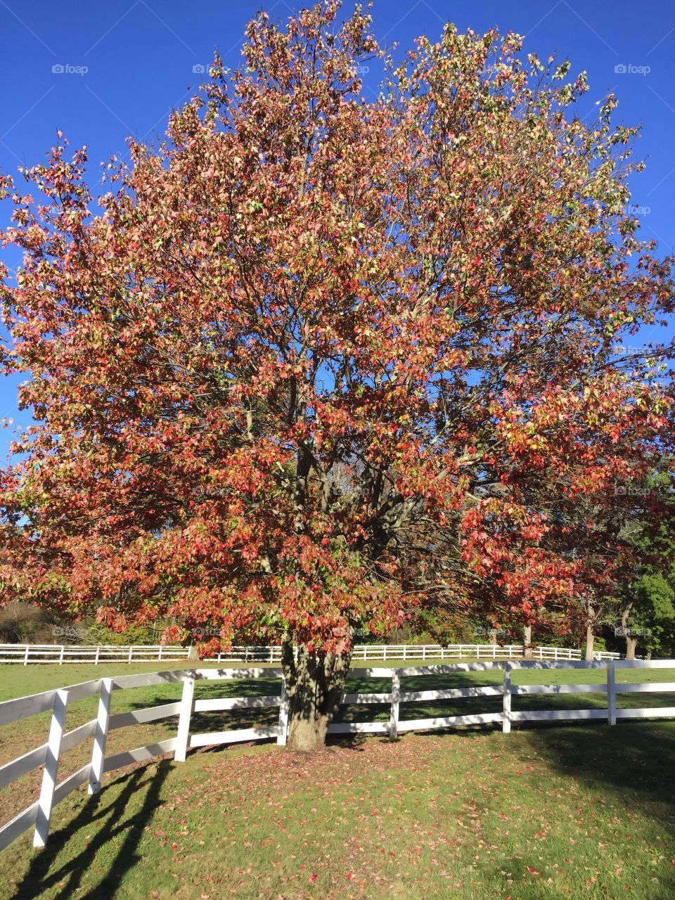 Fall on the Farm