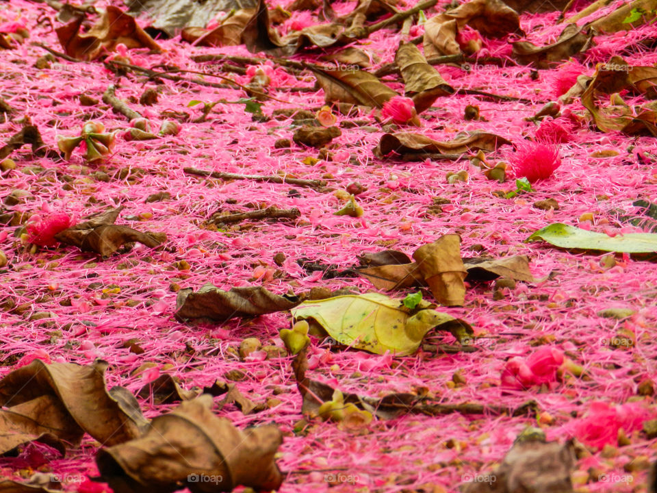 nature itself decorat with fallen leaves and flowers for the celebration