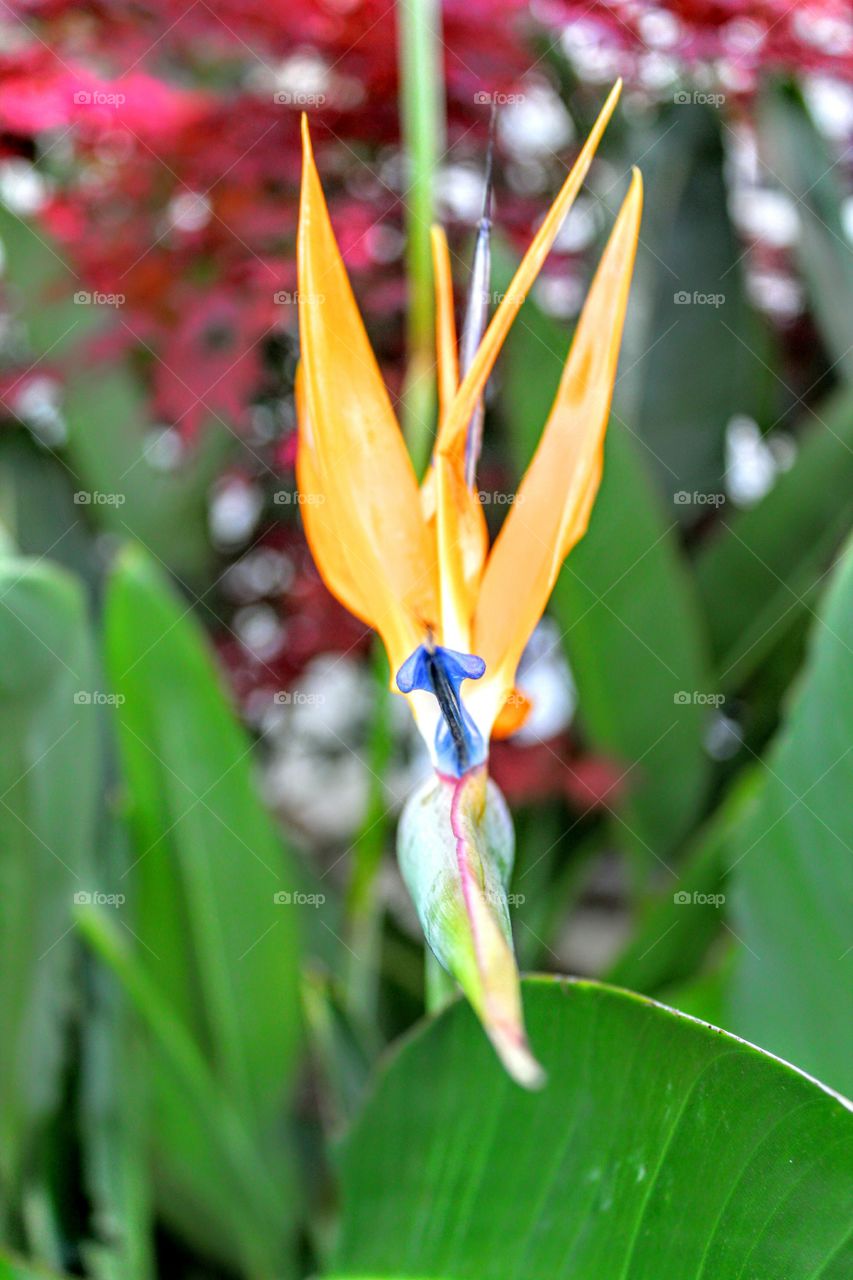 Nature's unique beauty