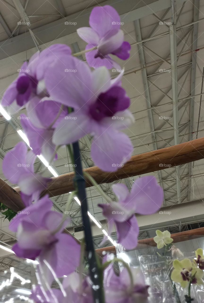 As orquídeas são apreciadas e famosas pela beleza exótica, delicadeza e exuberância das flores. É uma planta ideal para ambientes internos, as orquídeas dão um toque de charme, beleza e purifica o ar do ambiente e eleva o nível do nosso humor.