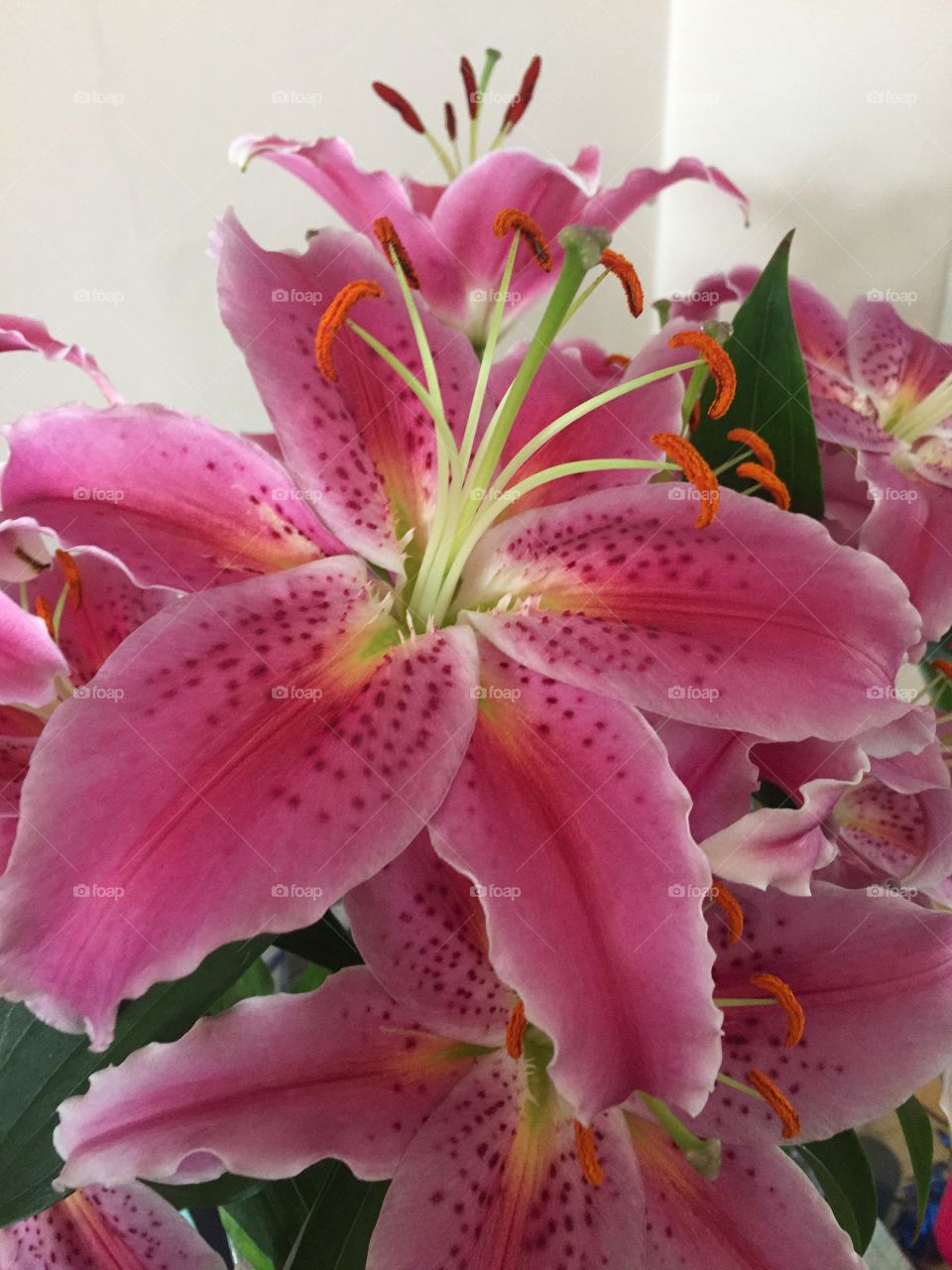 Gorgeous Oriental Lilies