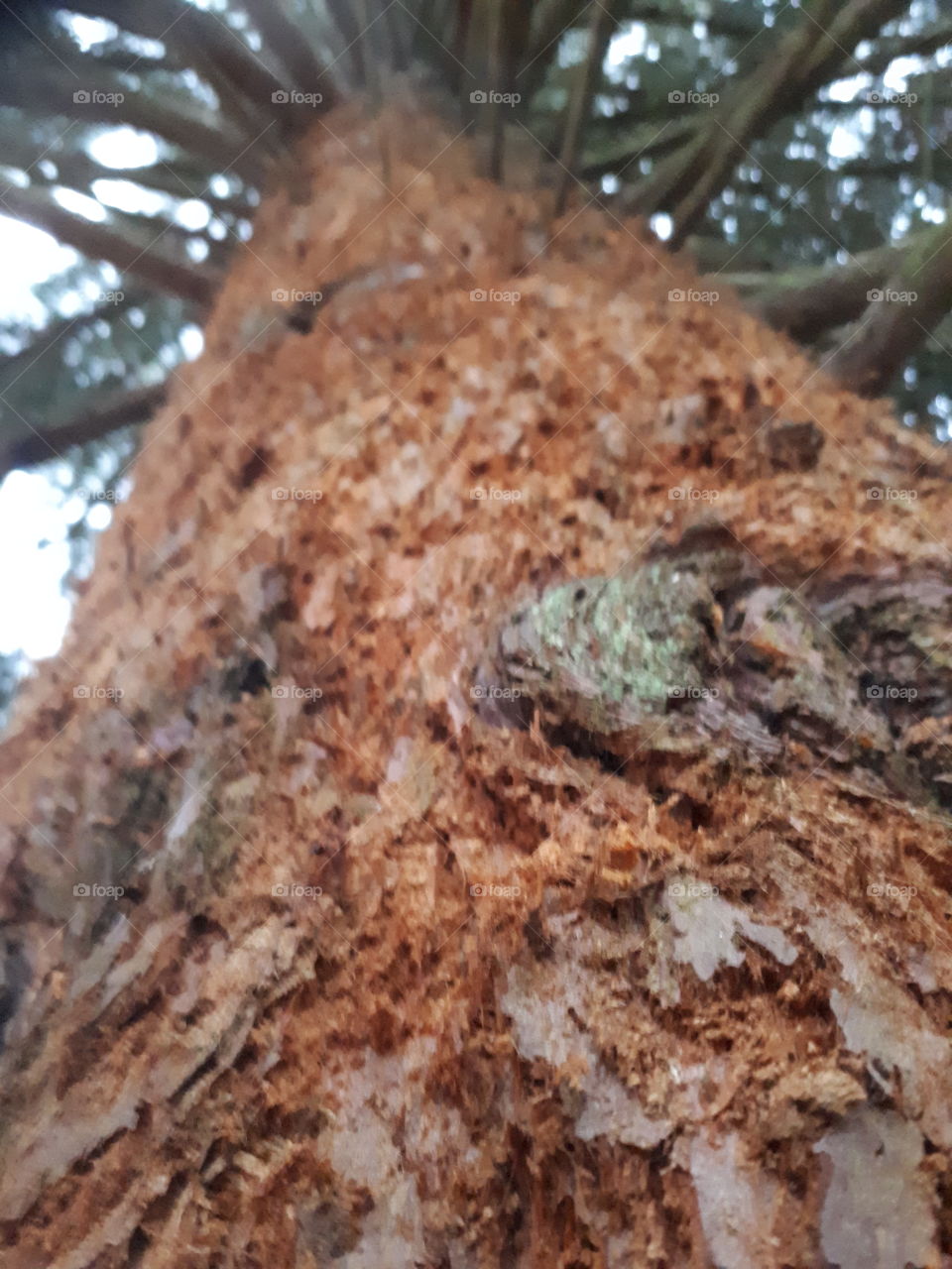 Tree, No Person, Nature, Desktop, Outdoors