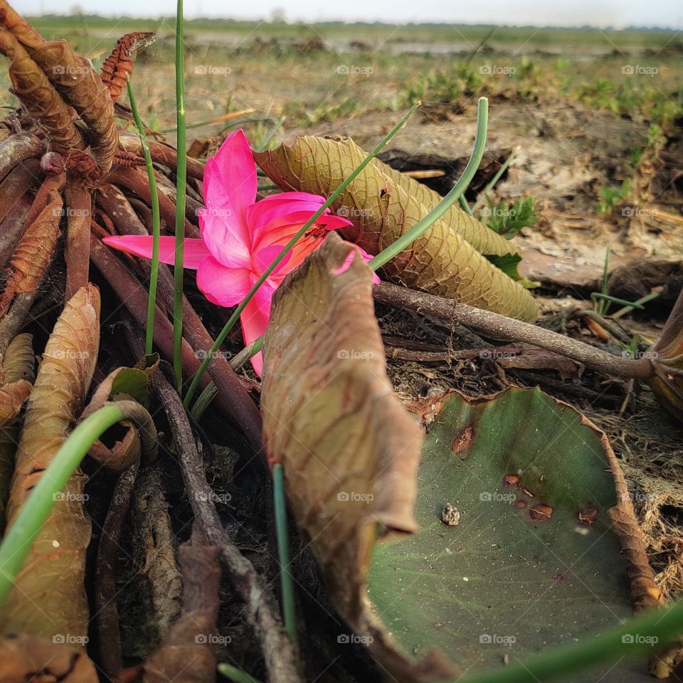 water lily under the sunlight.