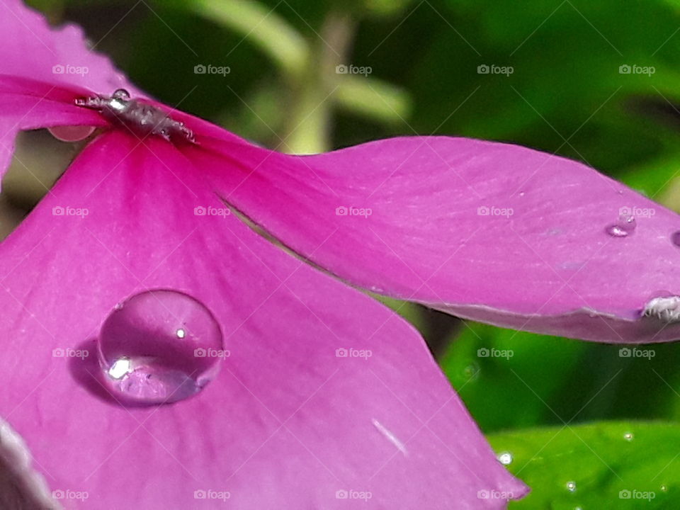 macro shooting, a drop of water on a pink flower