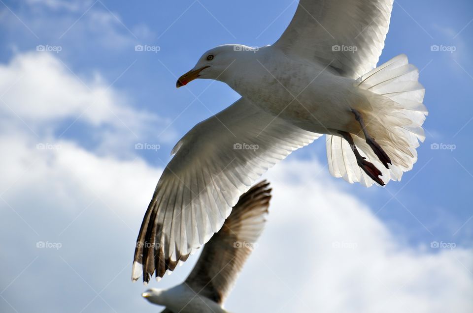 Flying seagull