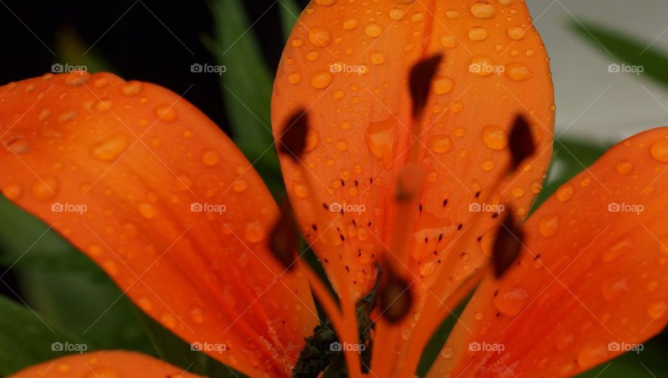 Flower close up