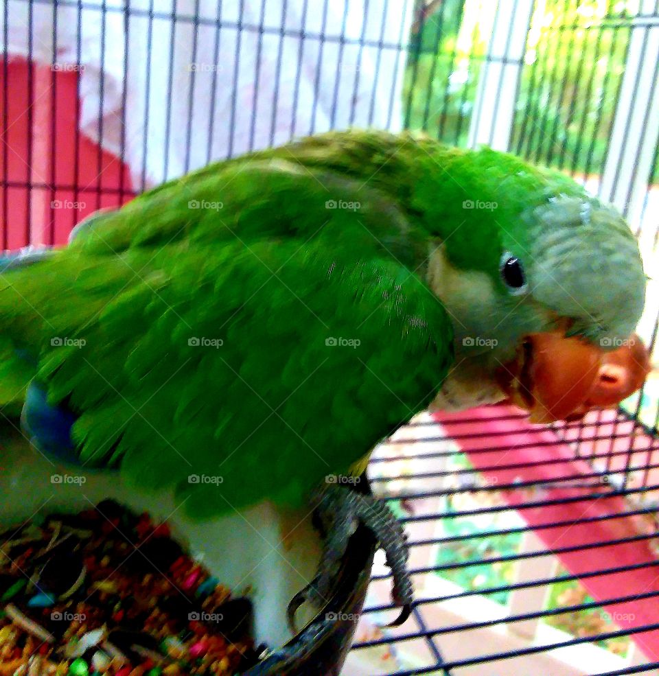 Kasey the parrot getting ready to pounce at me because he really doesn't like to be photographed