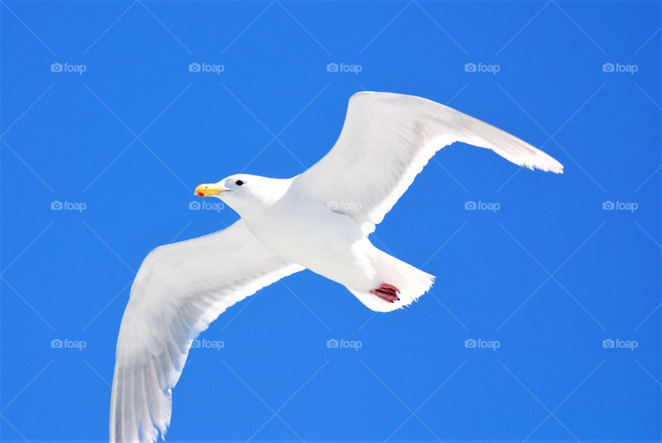 Low angle view of seagull flying against blue sky