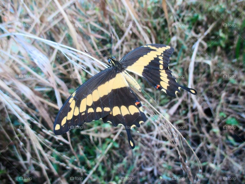 Giant Swallowtail Butterfly