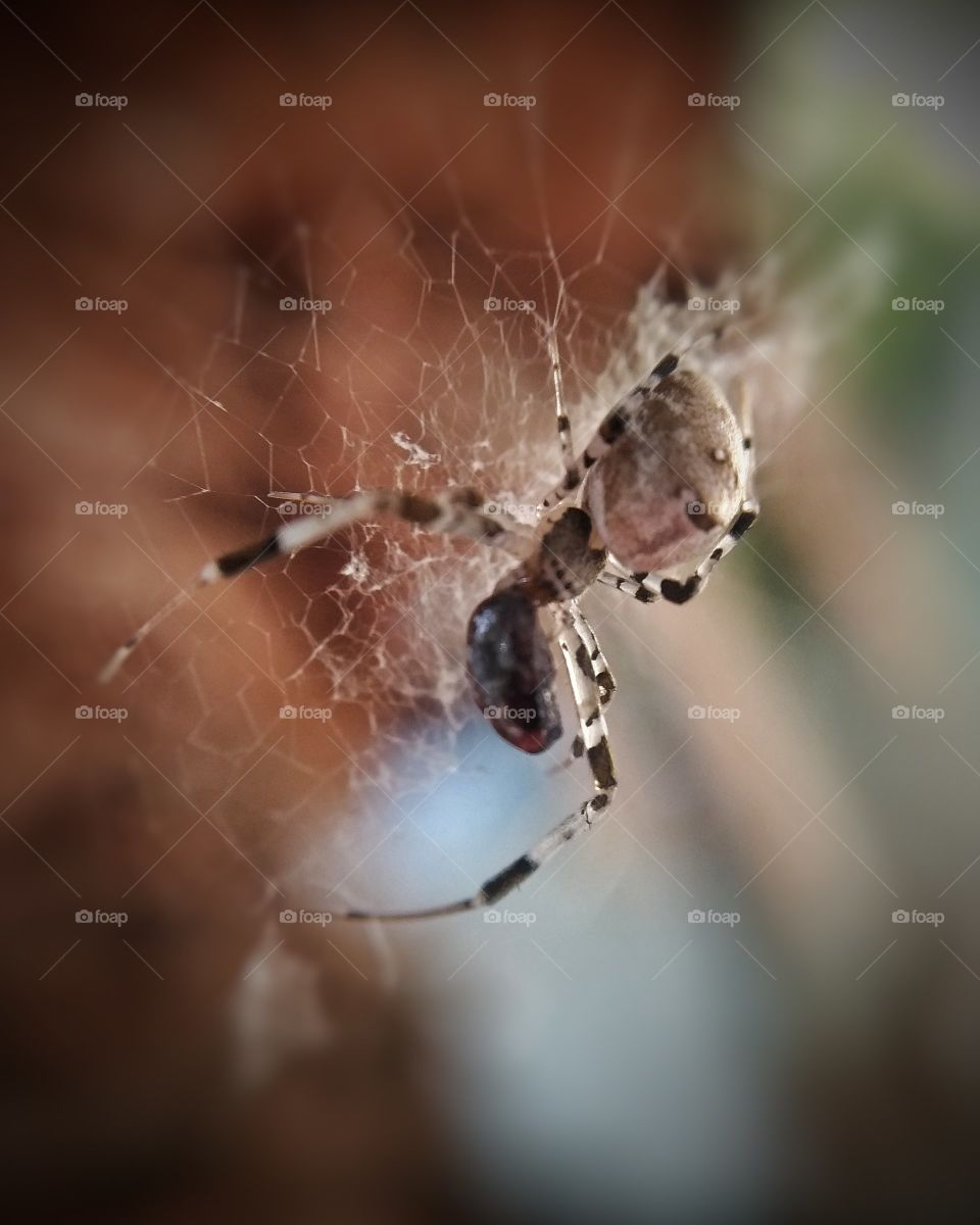 Close in this beautiful spider