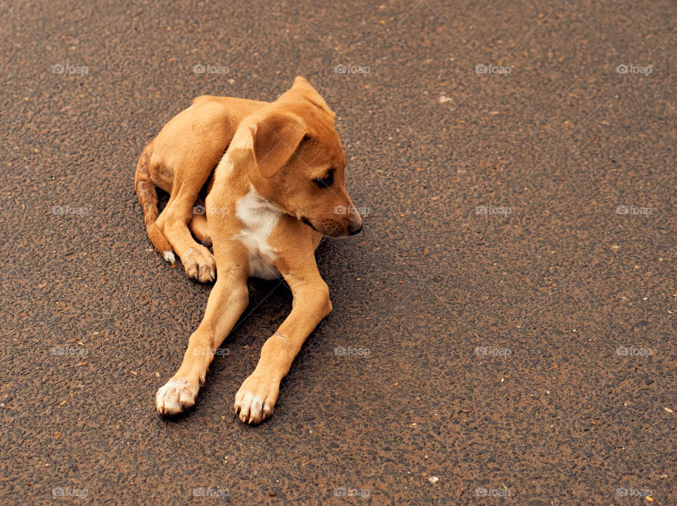 Animal photography - Kombai -  Polygar - Puppy - Curiously watching insect movements