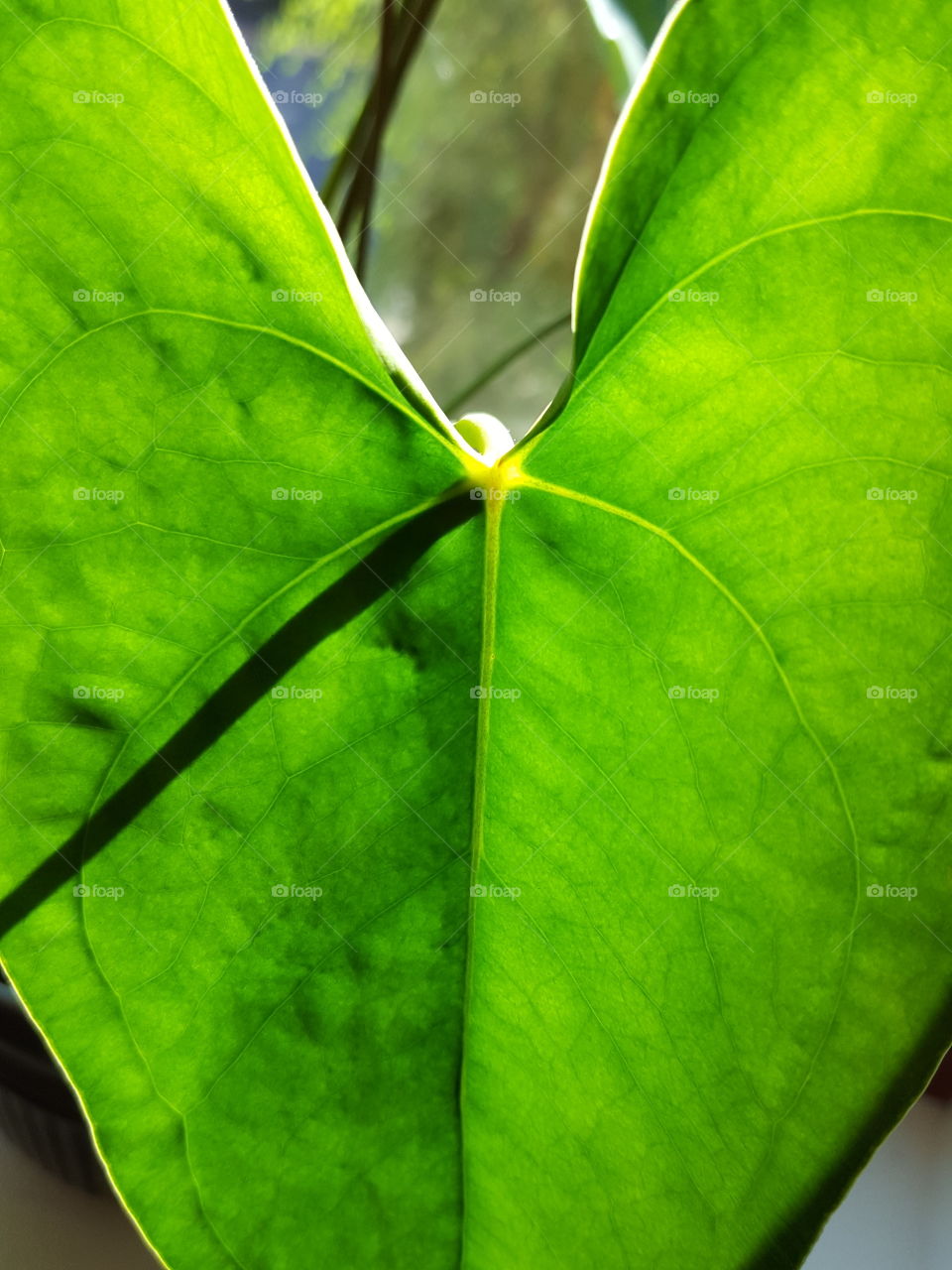 leaf