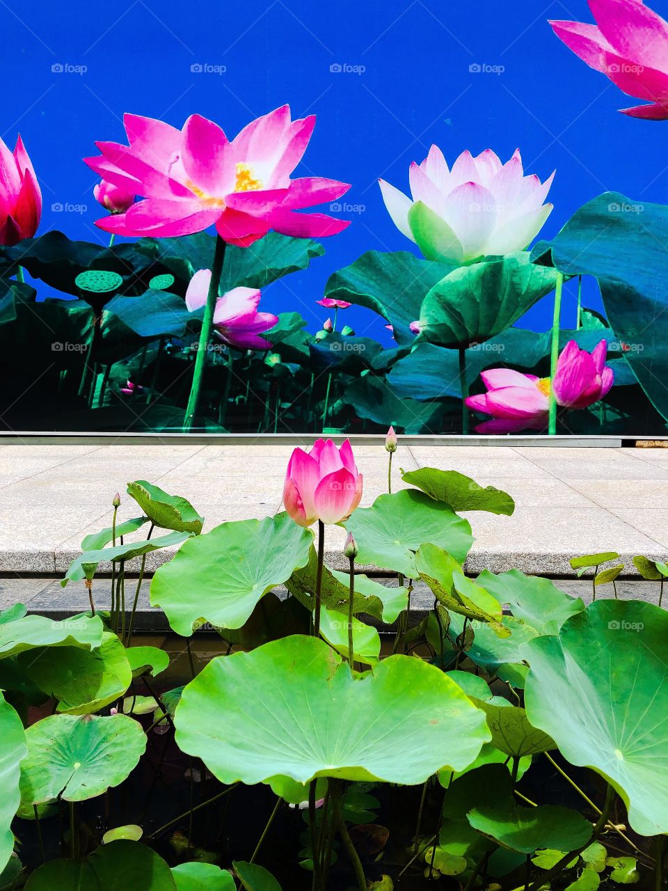 Lotus flower growing against a mural of lotus flowers 