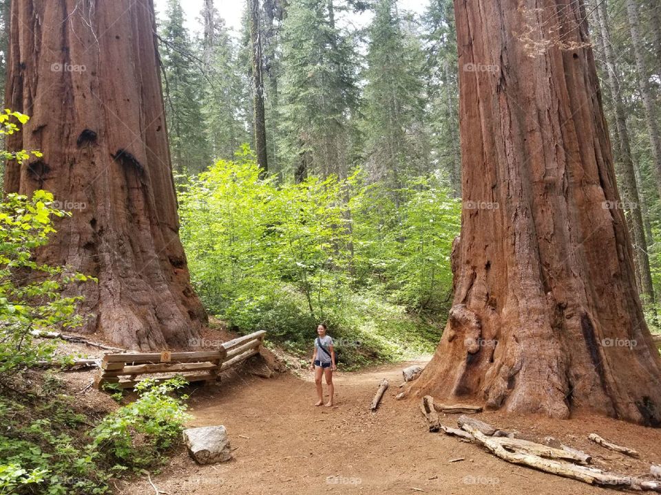 Standing Between Sequoia Trees