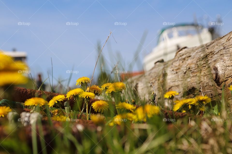 Mission yellow. Dandelions and boat on land