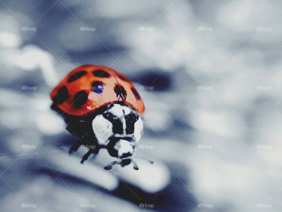 Extreme closeup of a ladybug.