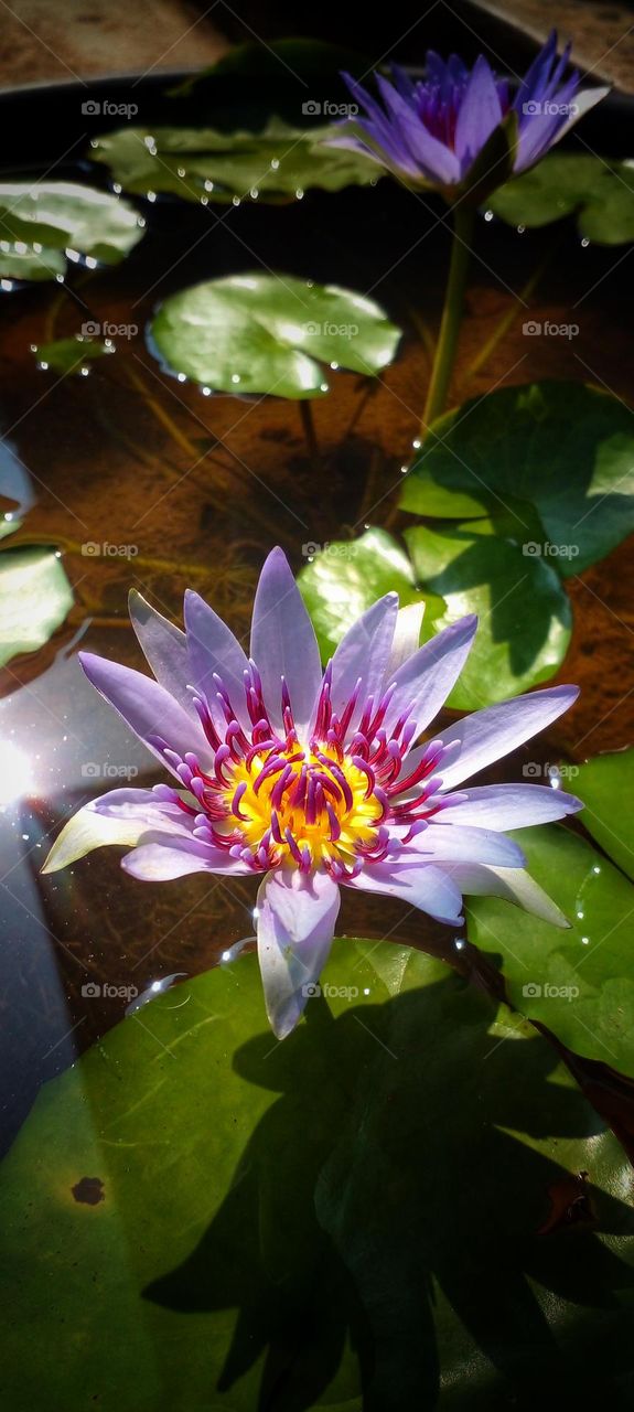 natural beautiful flowers, morning, water ❤