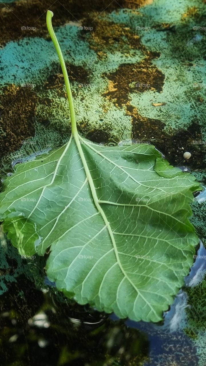 a leaf gentley drifting on water.