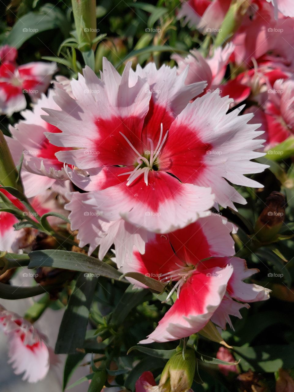 pink and red flowers