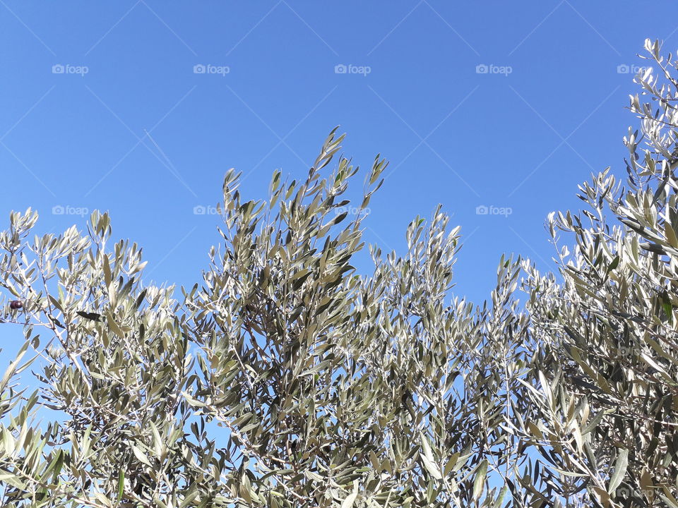 tree olive background