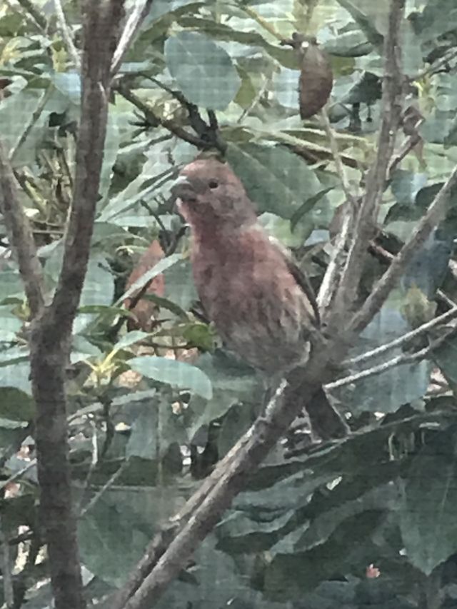 Bird