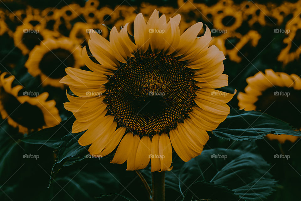 It's just the moon that the sunflower never sees.