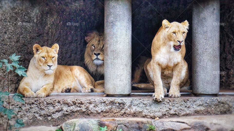 Amsterdam zoo lions