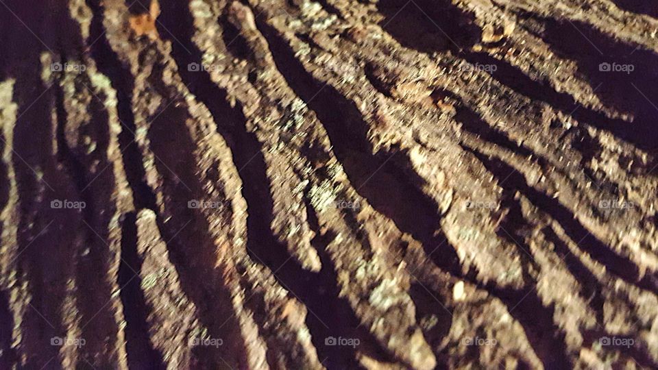 Tree Bark