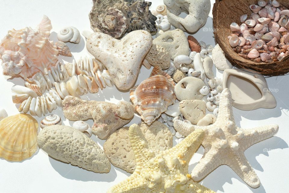 Seashell, Shell, Starfish, Marine, Sea