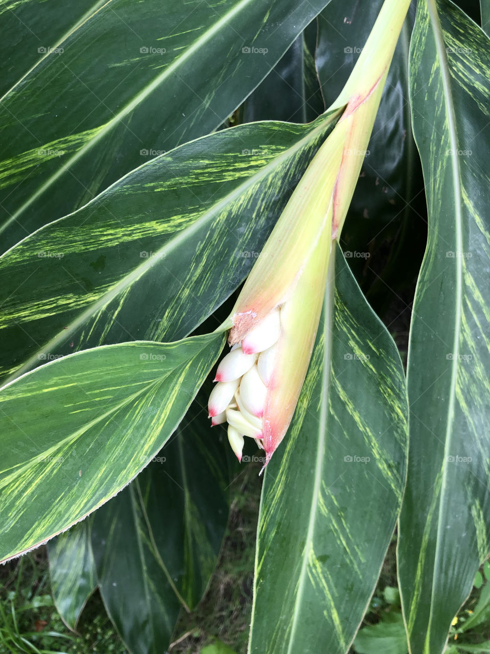 Alpinia 